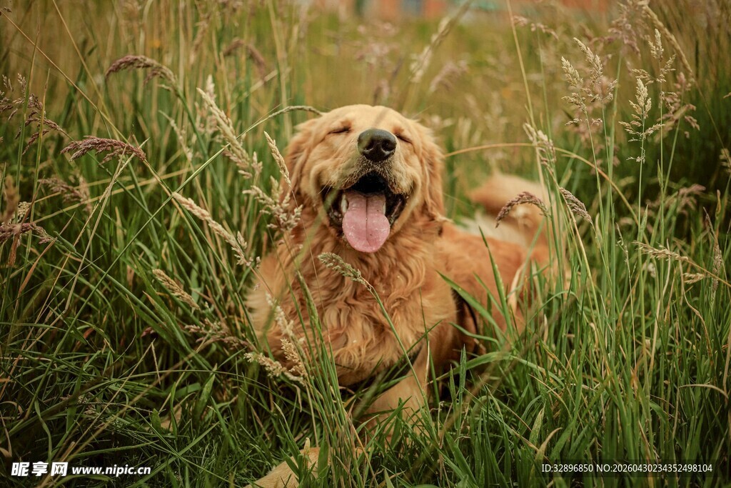 草地上的快乐金毛犬