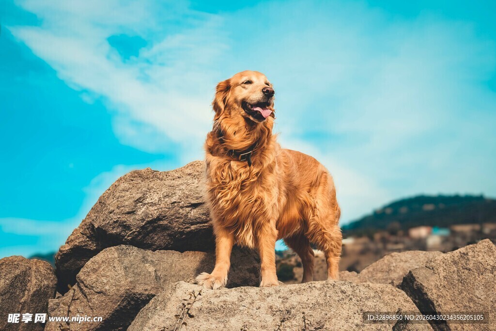 岩石上的金毛寻回犬
