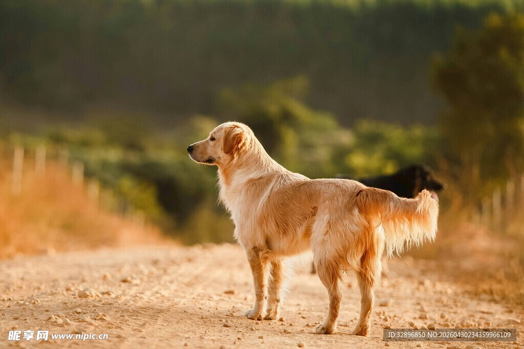 田园间站立的金毛犬