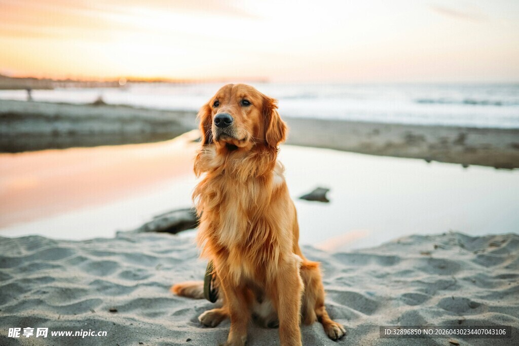 沙滩上的金毛犬