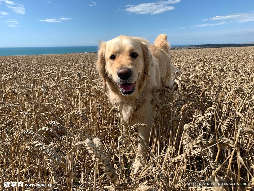 麦田中的欢乐金毛犬