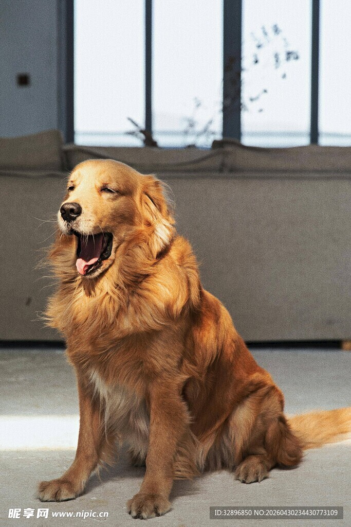 可爱金毛犬端坐室内