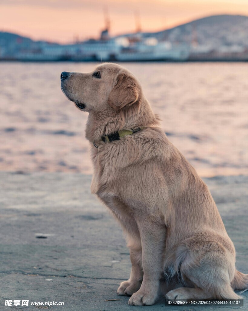 海边静望的金毛犬