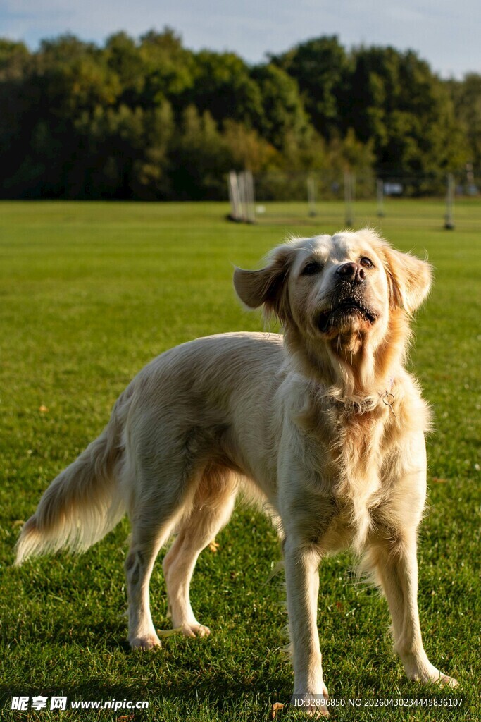 阳光下的快乐金毛犬