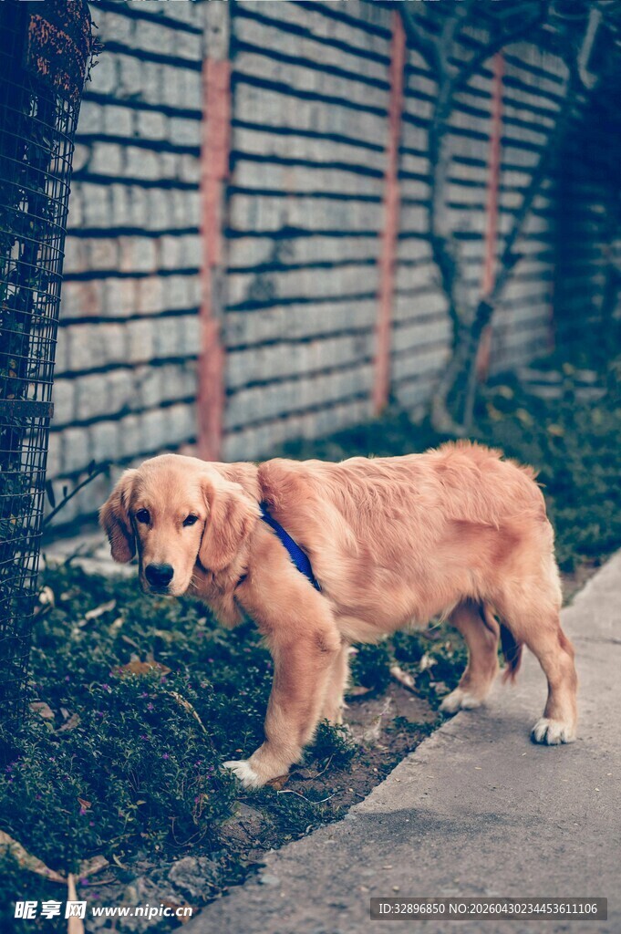 路边的金毛犬