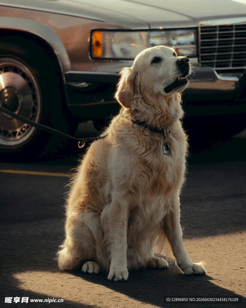 金毛犬坐于汽车旁