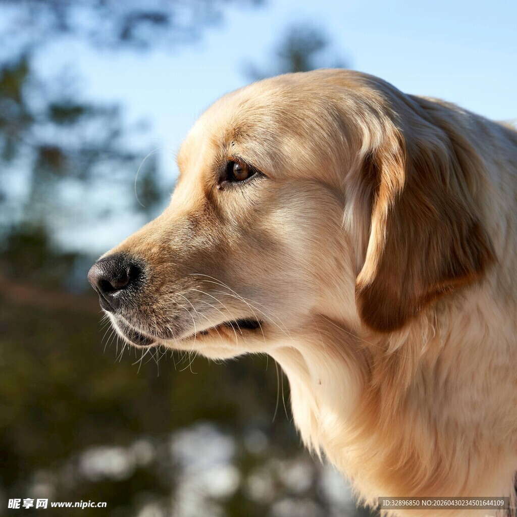 金毛犬侧颜特写