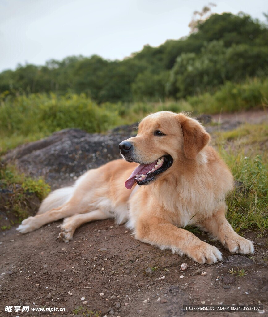 阳光下惬意的金毛犬