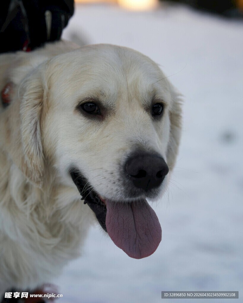 雪地中的可爱金毛犬
