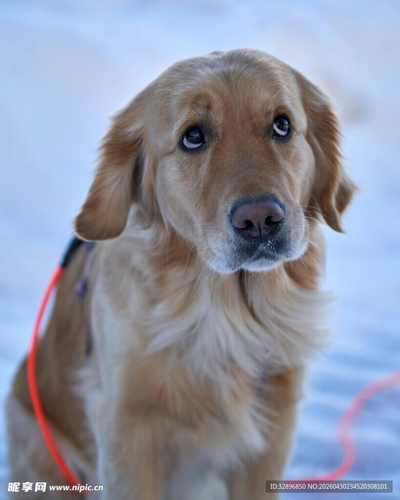 雪地中的金毛犬