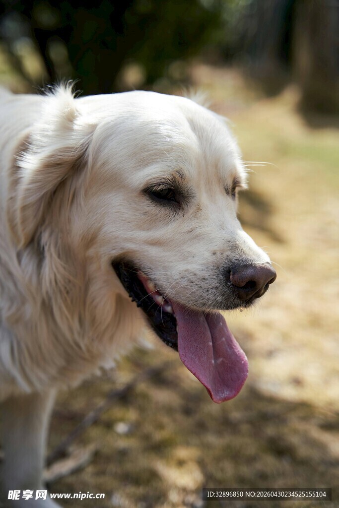 吐舌微笑的可爱金毛犬