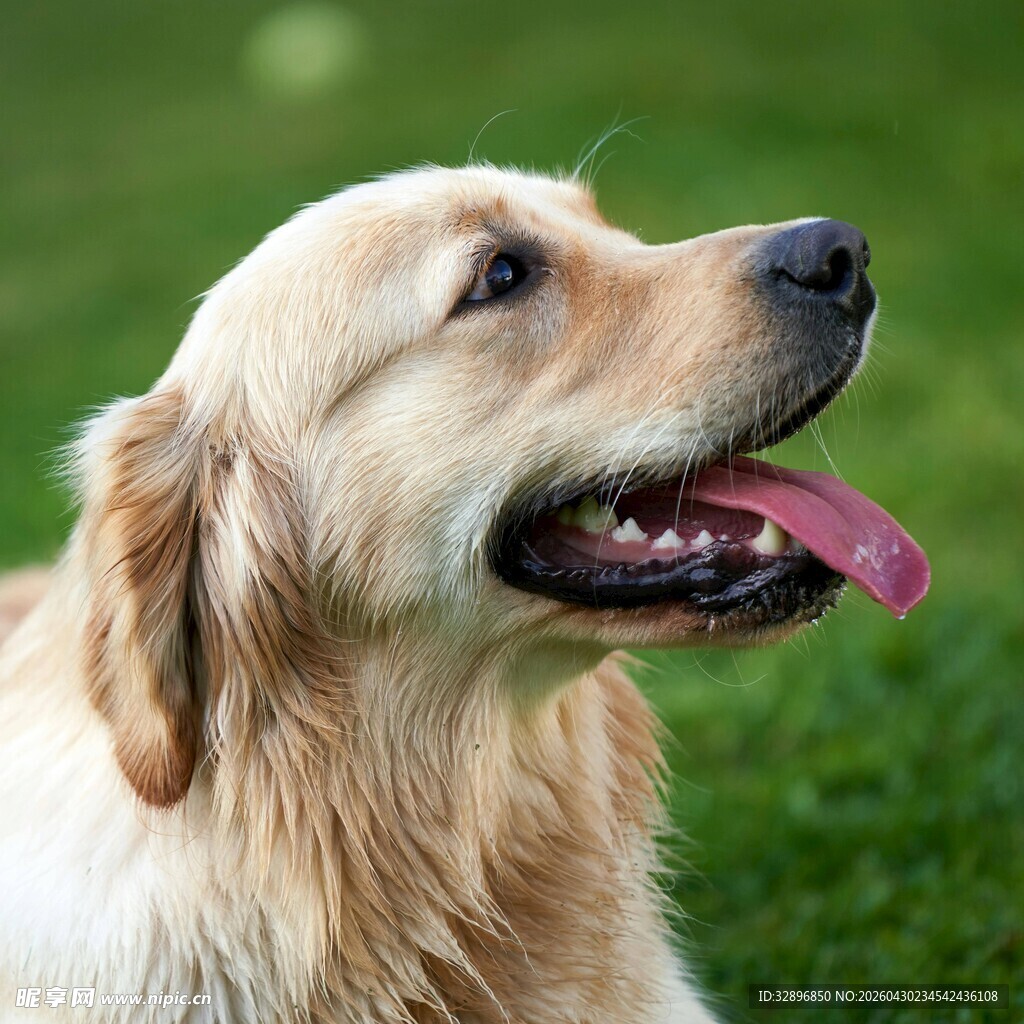 金毛犬吐舌惬意瞬间