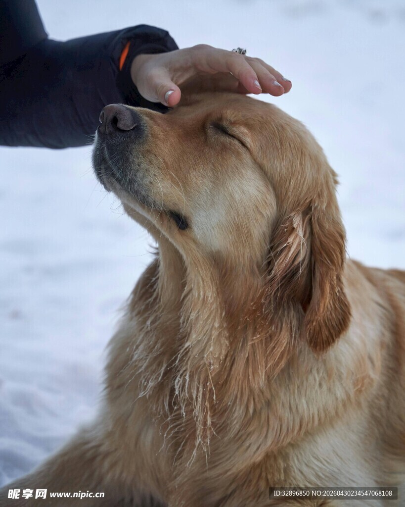 雪地中人与金毛温馨互动