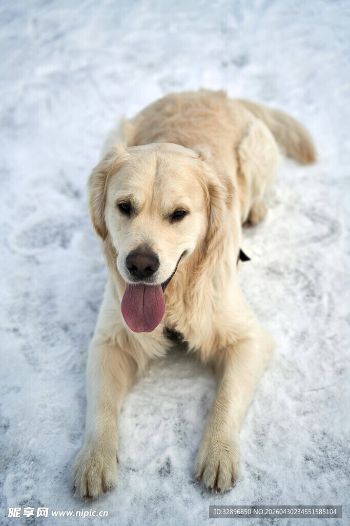 雪地中的快乐金毛犬