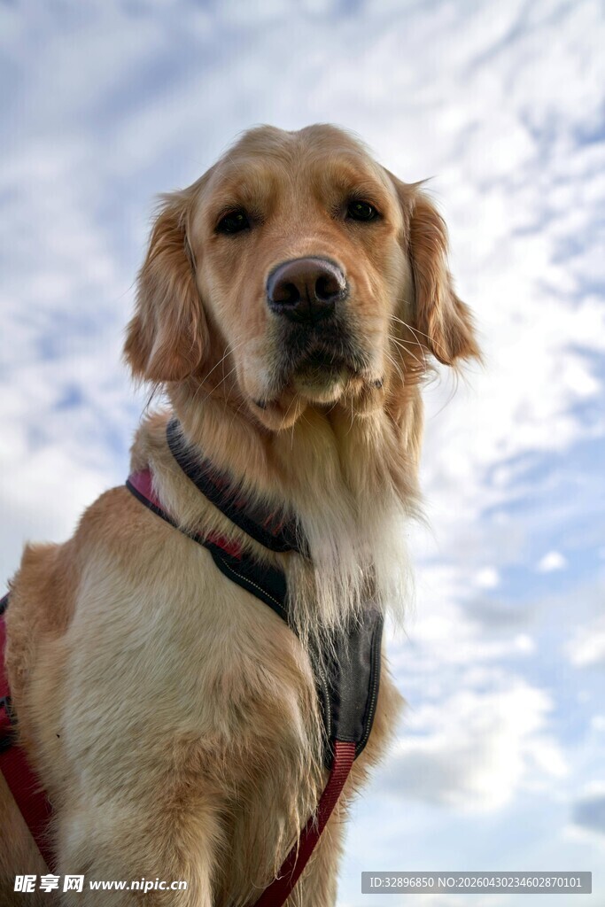 雪地中的金毛犬
