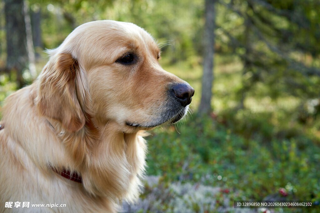 林间金毛犬