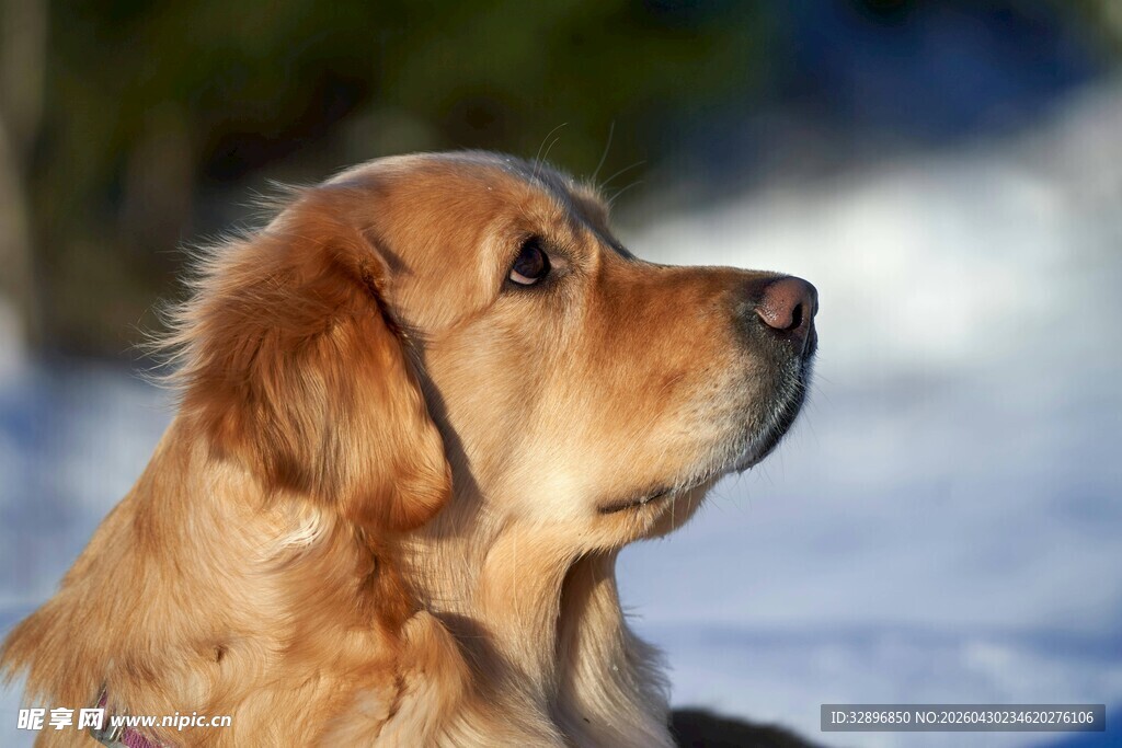 雪地中的金毛犬遥望远方