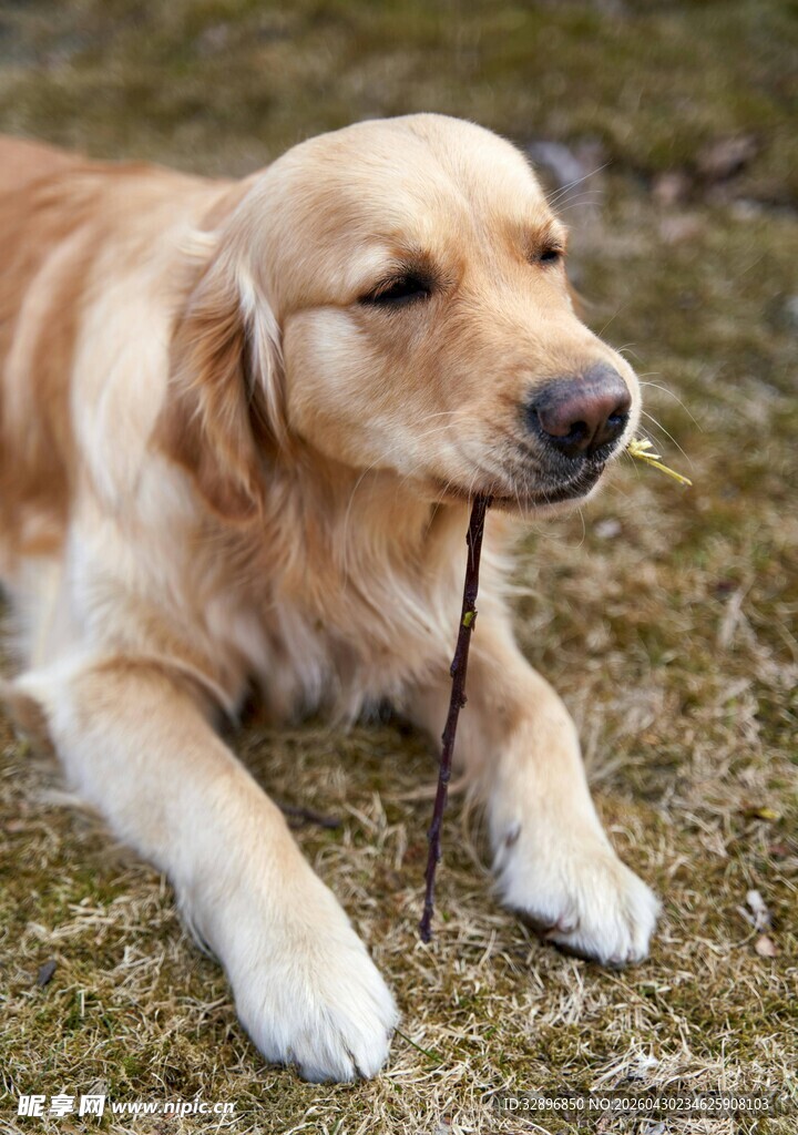 金毛犬叼木棍惬意躺草地