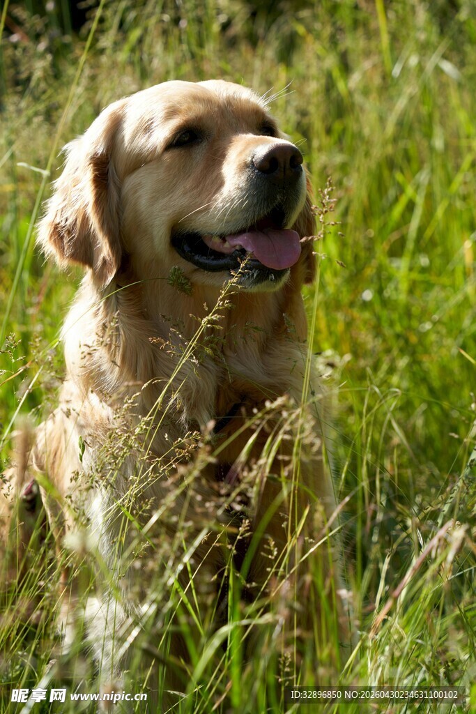 草地上的金毛犬