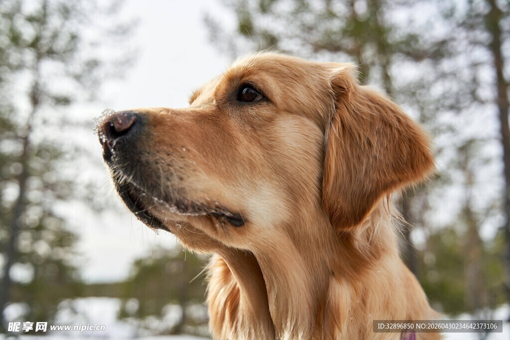 雪地中凝望的金毛犬