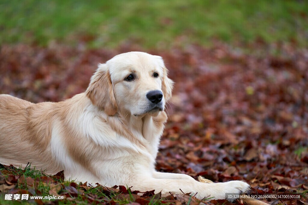 金毛犬静卧于落叶草地
