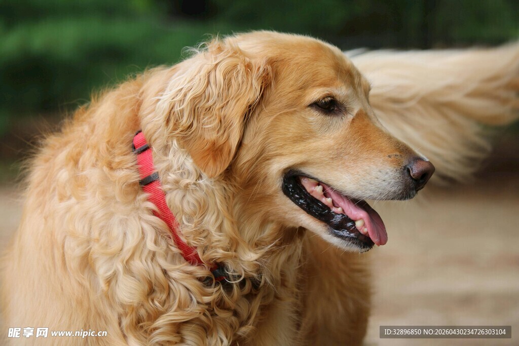 可爱金毛犬露出开心笑容