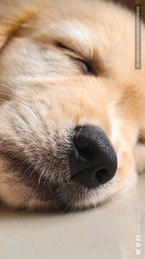 熟睡的金毛犬