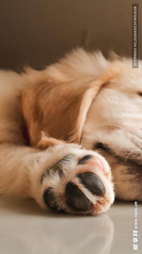 熟睡的金毛犬