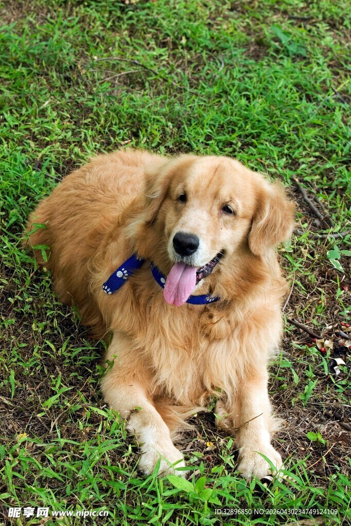 草地上的可爱金毛犬