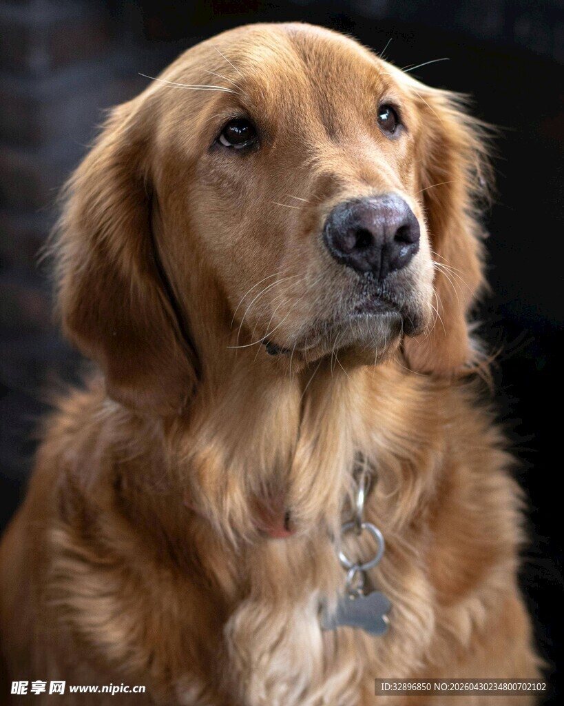 温顺金毛犬特写