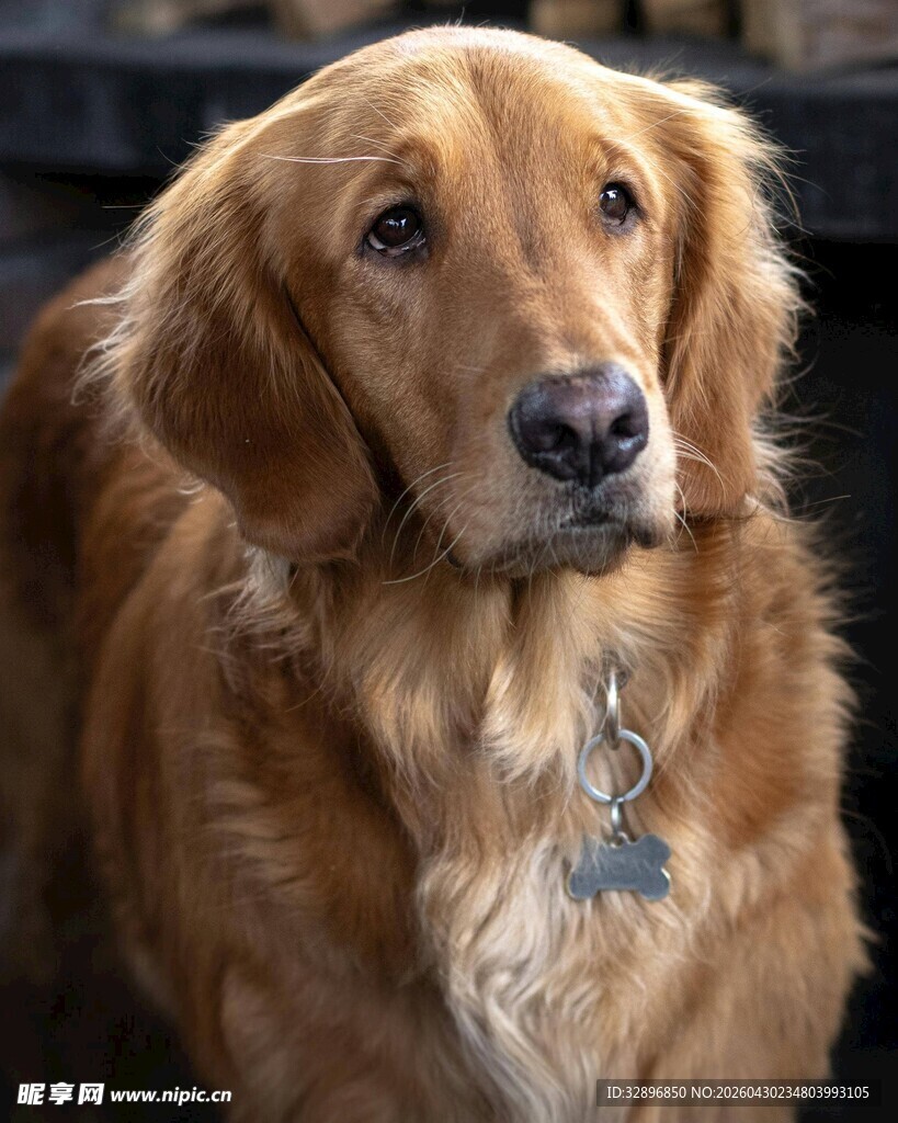 可爱金毛犬特写