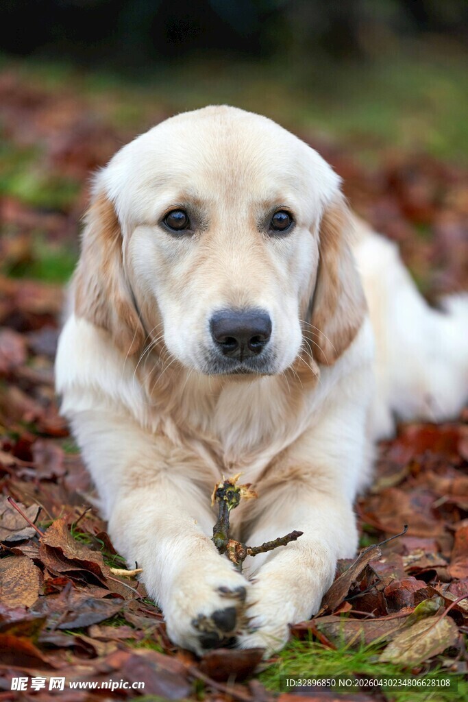 趴在落叶中的金毛犬