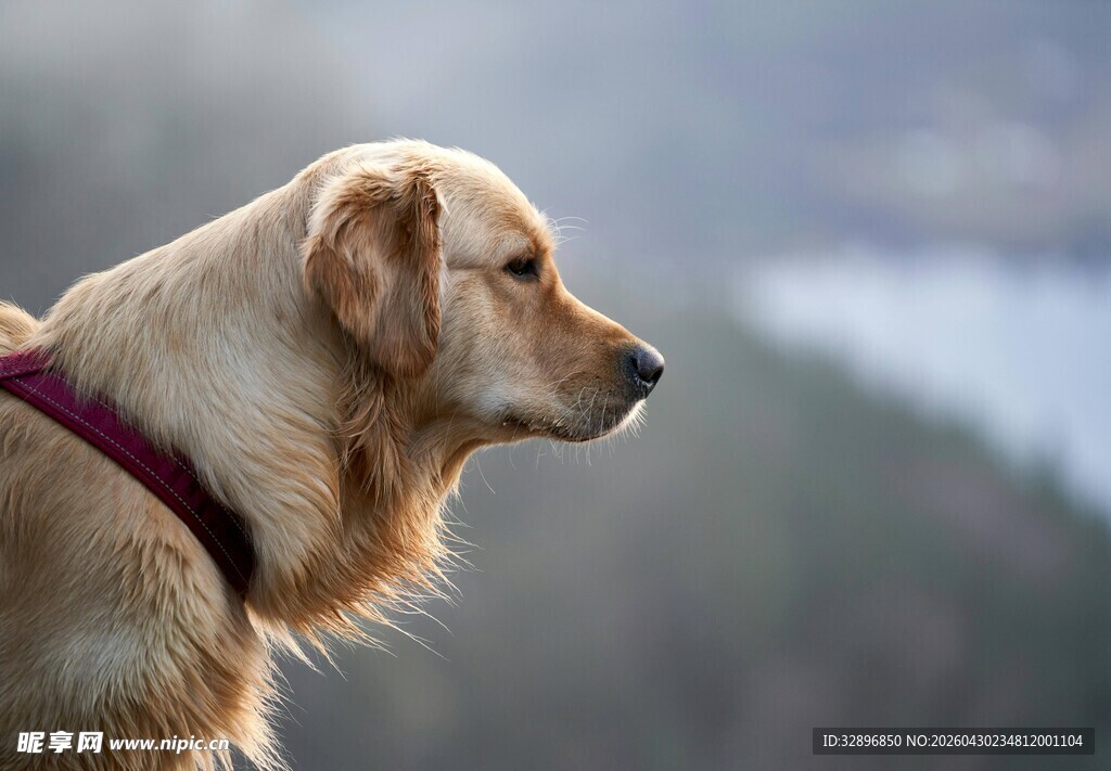 金毛犬眺望远方