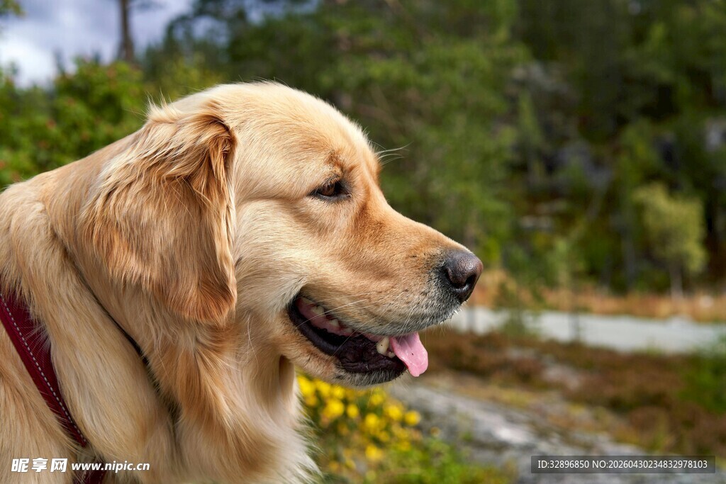 户外微笑的金毛犬