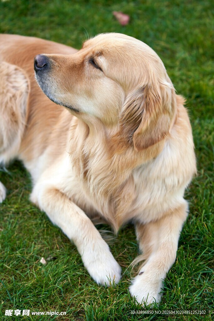金毛犬惬意躺于绿草地上