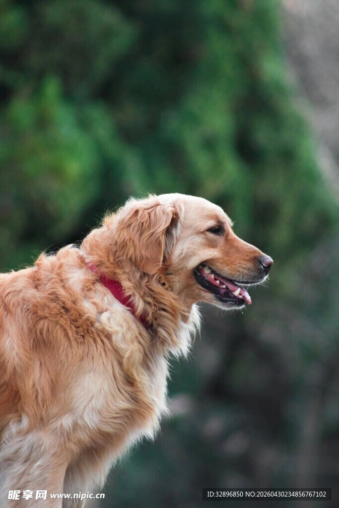 金毛犬户外微笑瞬间