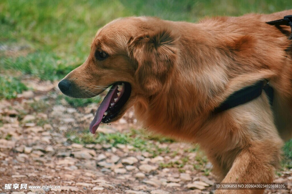 户外行走的金毛犬