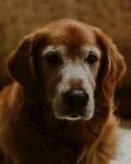 棕色金毛犬的温柔凝视