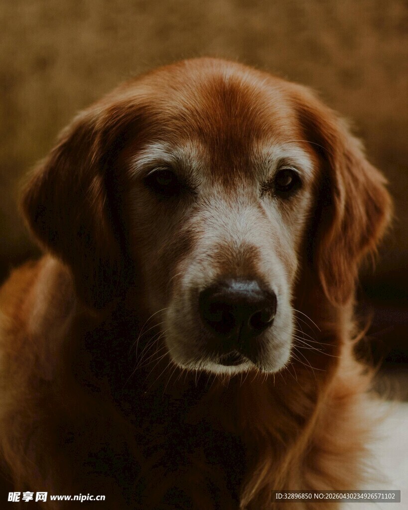 棕色金毛犬的温柔凝视