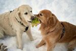 雪地中两犬嬉戏叼物瞬间