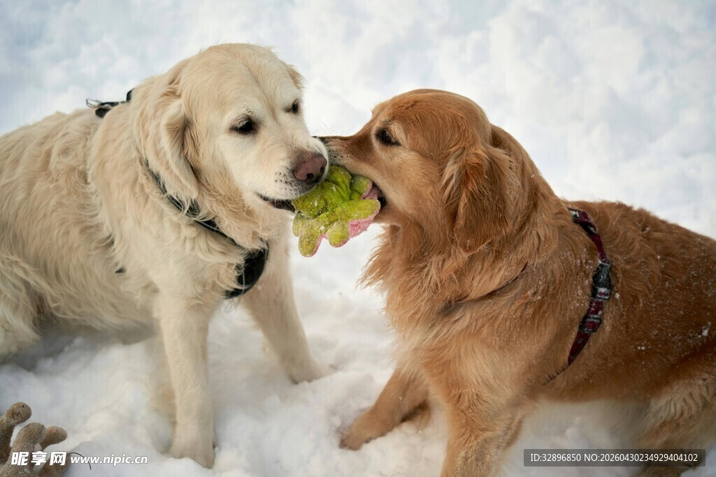 雪地中两犬嬉戏叼物瞬间
