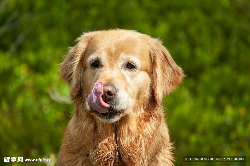 吐舌金毛犬的可爱瞬间