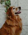 可爱金毛犬仰头微笑