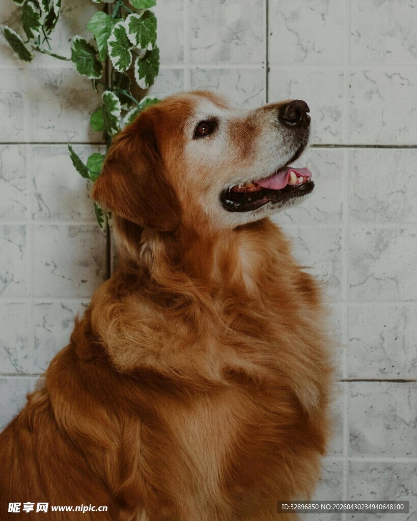 可爱金毛犬仰头微笑