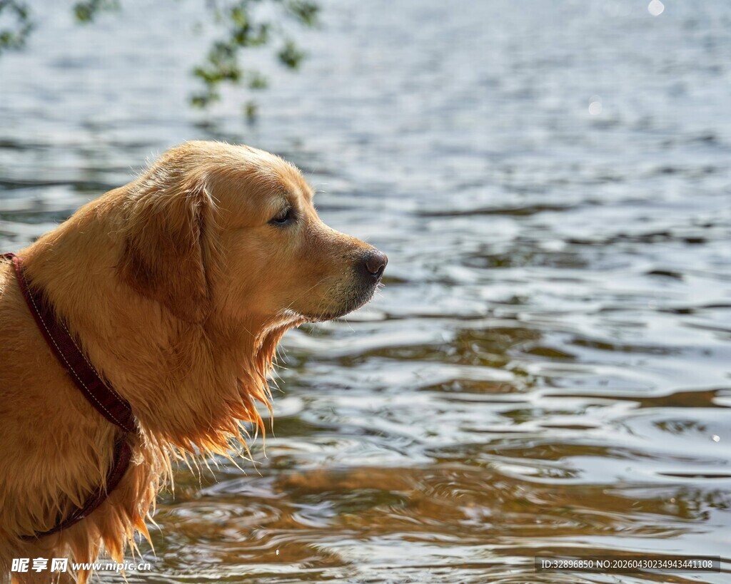 金毛犬立于水边眺望