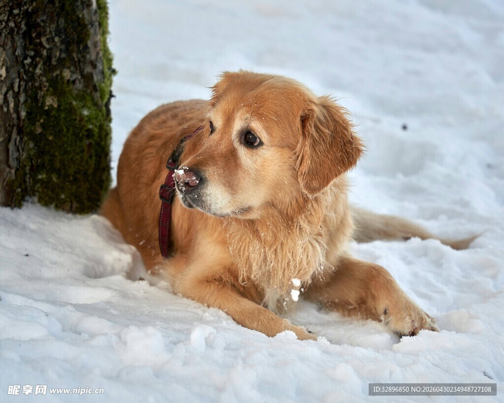 雪地中的金毛犬