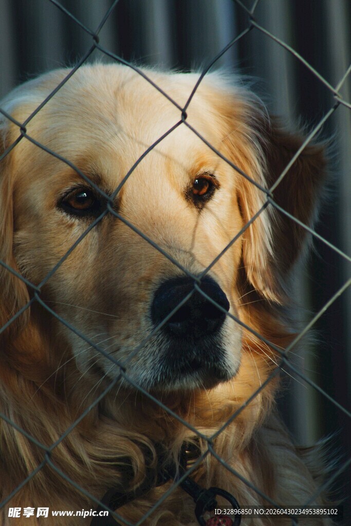 栅栏后的金毛犬