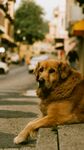 街头趴卧的金毛犬