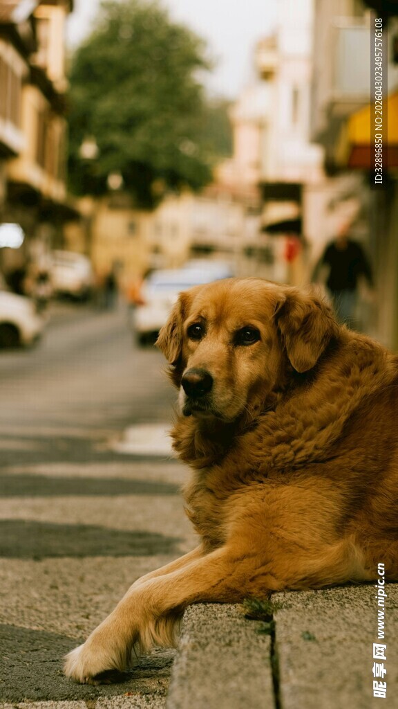 街头趴卧的金毛犬