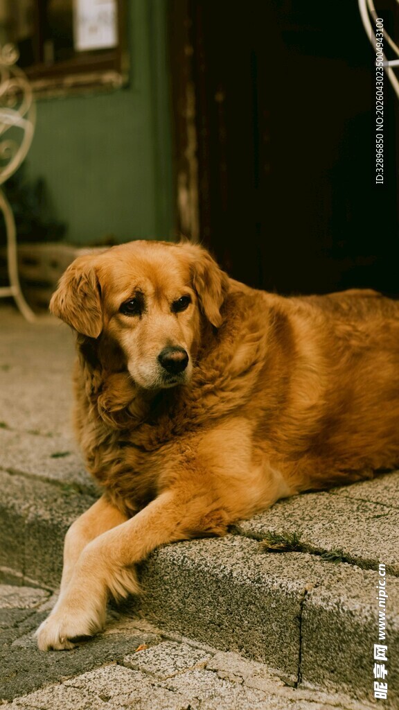 趴在石阶上的金毛犬